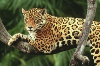jaguar_2018-10-08_thumb.jpg