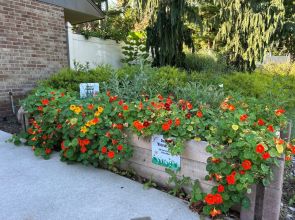 WCC grows native pollinator herb gardens