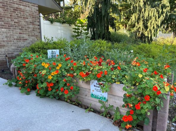 WCC grows native pollinator herb gardens