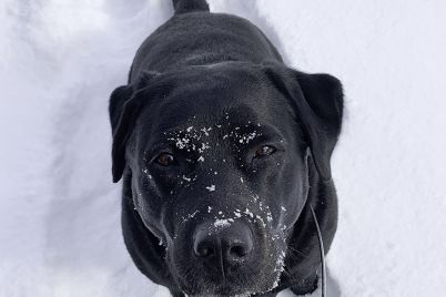 webLabrador-retrievers-enjoy-the-snow-but-they-shouldnt-stay-in-freezing-temperatures-all-day.-Taken-by-Willow-Symonds-Edit.jpg
